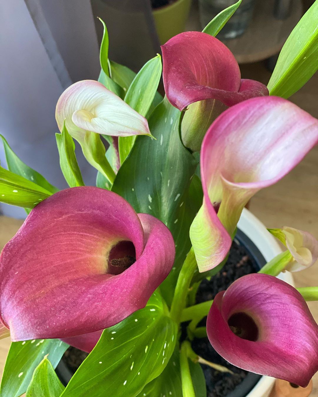 Photo of the plant species Pink Calla Lily on Greg, the plant care app