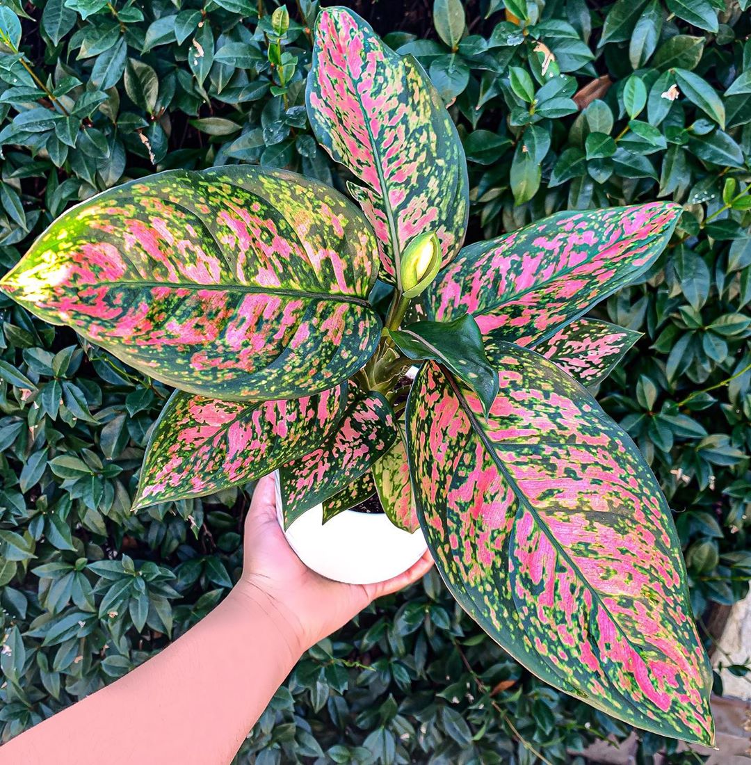Photo of the plant species Pink Dalmatian Aglaonema on Greg, the plant care app