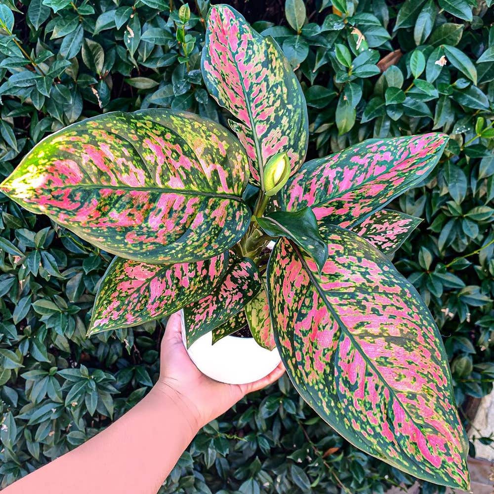 Photo of the plant species Pink Dalmatian Aglaonema on Greg, the plant care app