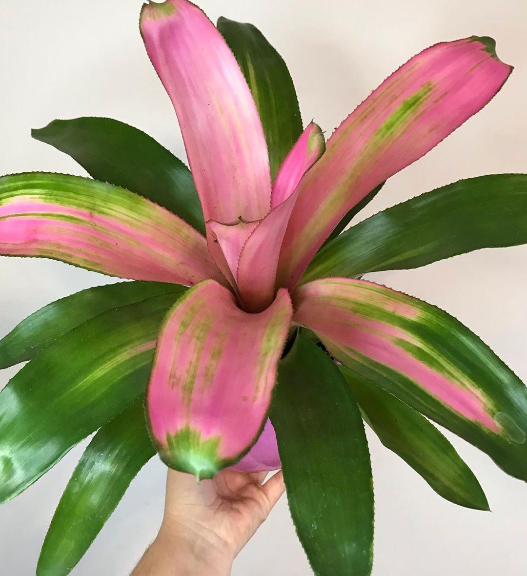 How to Care for Neoregelia 'Pink Sensation': Mastering Water, Sunlight \u0026  More, image size:1000x1000