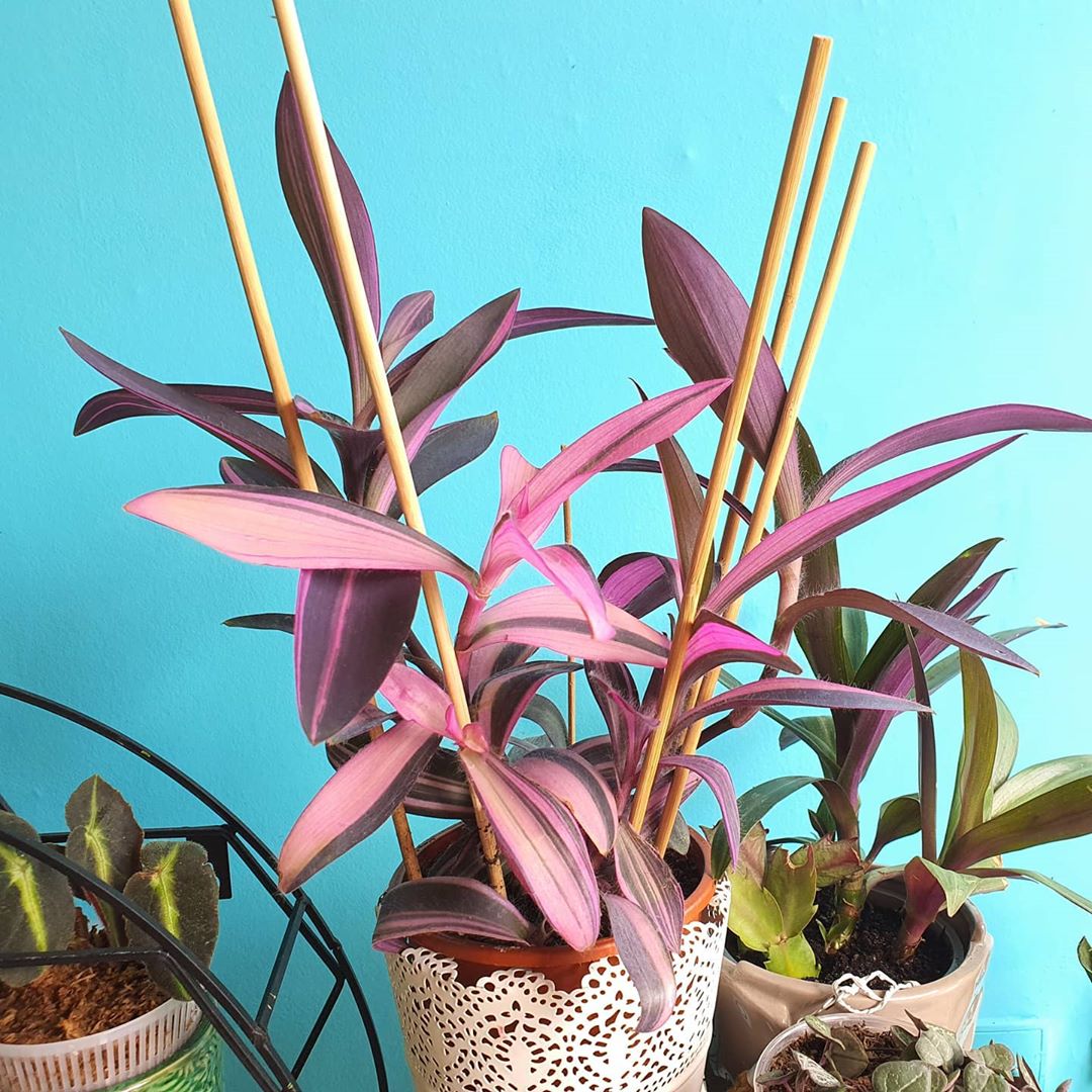 Photo of the plant species Pink Stripe Spiderwort on Greg, the plant care app