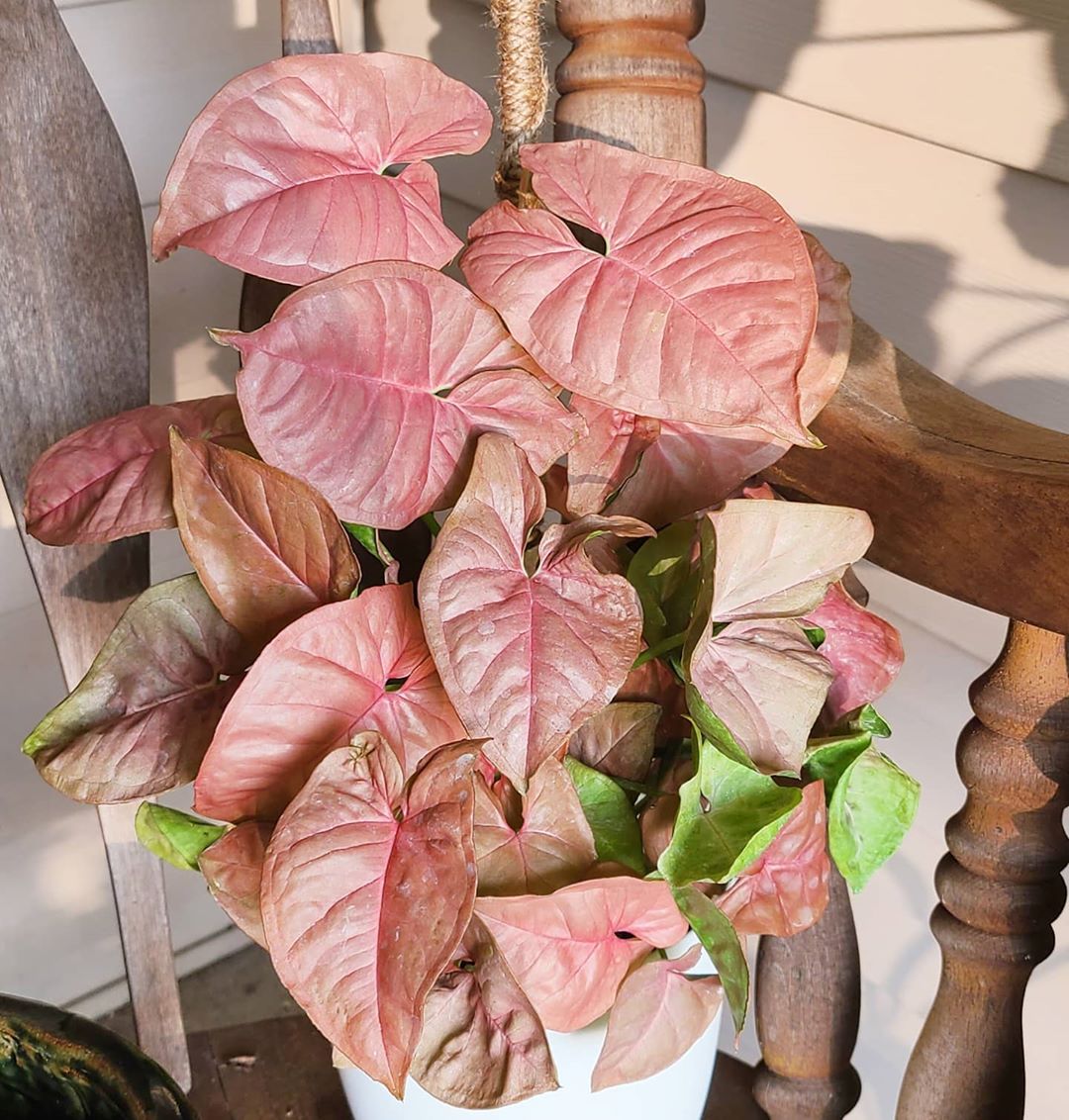 Syngonium Care Essentials: Thrive with Top Tips!