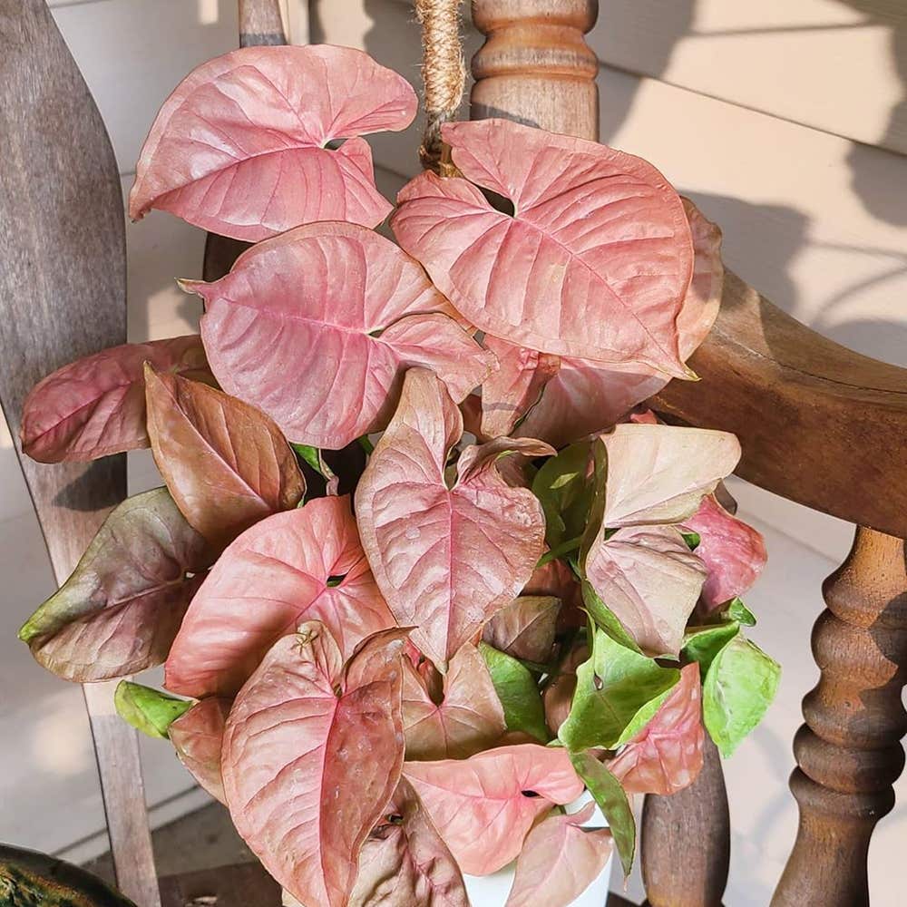 Photo of the plant species Pink Syngonium on Greg, the plant care app
