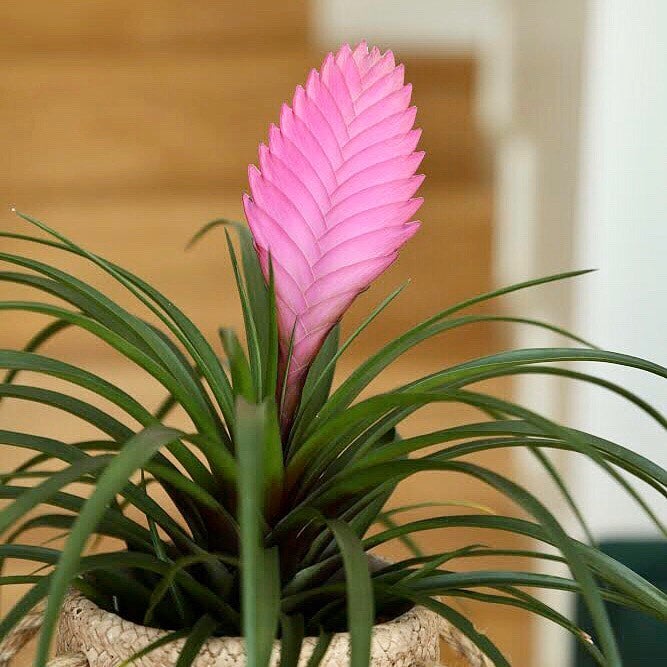 Pink Quill Plant How Much Water & Light Does it Need to Thrive?