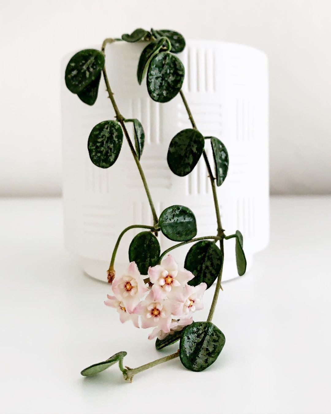 Pink Wax Flower Care 101 Water, Light & Growing Tips