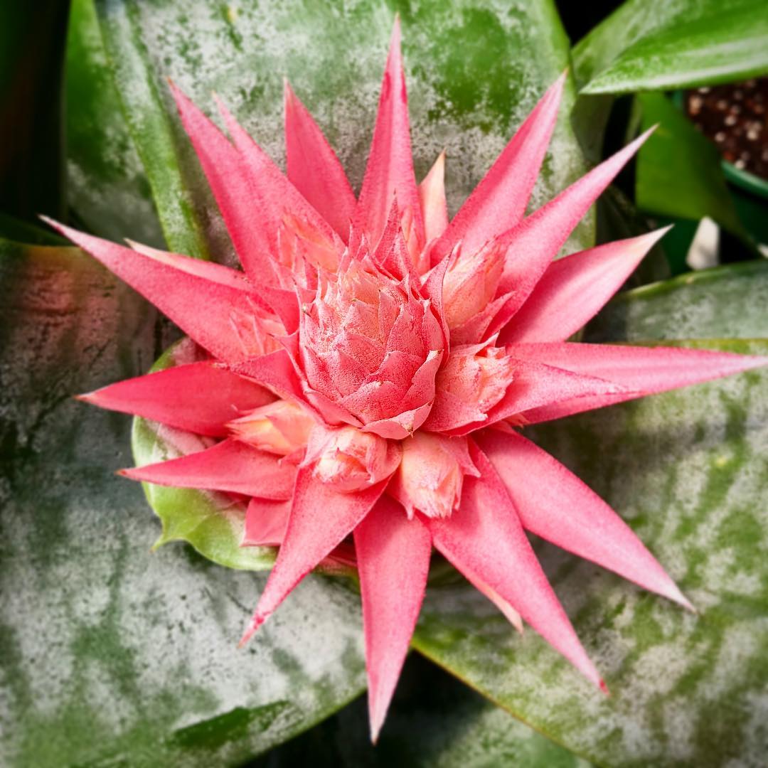 Photo of the plant species Pink Vase Plant on Greg, the plant care app