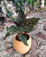 Plant care for lemon verbena on Greg, the plant care app