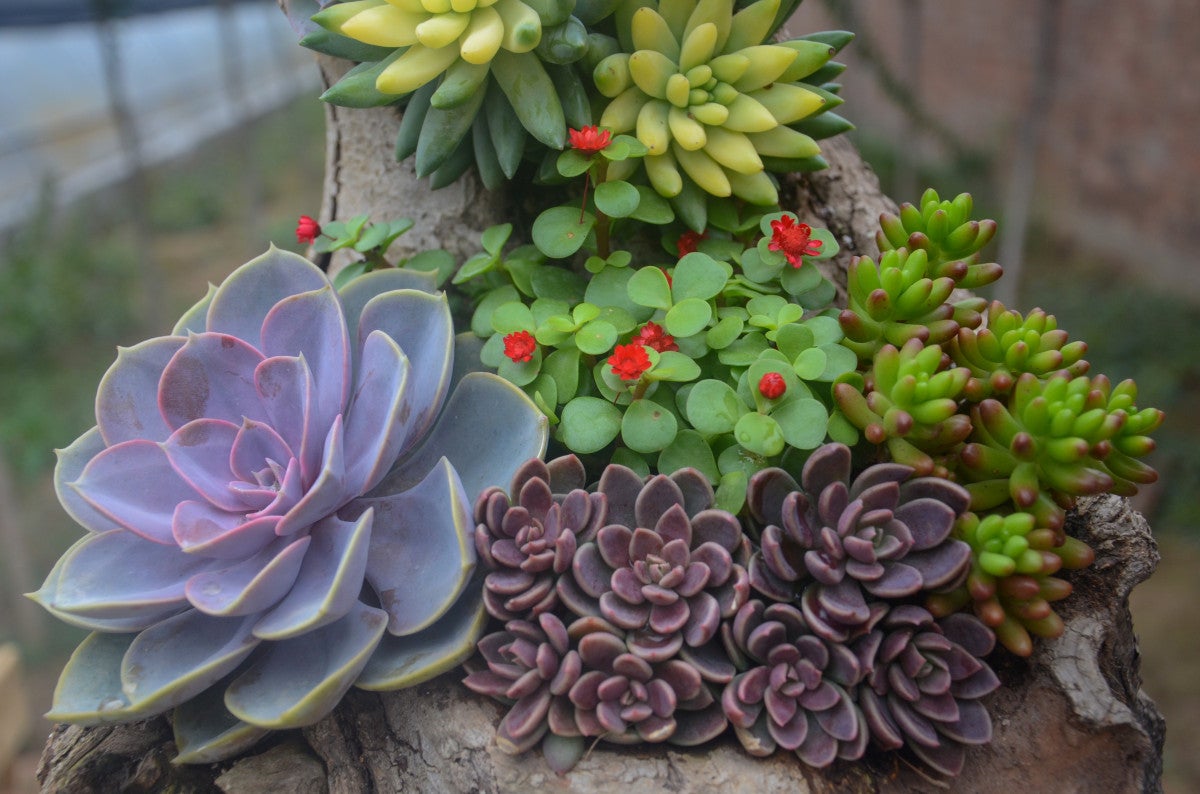 Plant care for Echeveria 'Madiba' on Greg, the plant care app