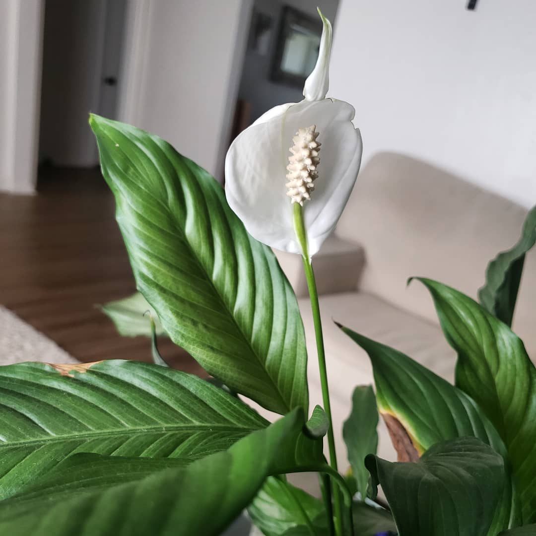 Photo of the plant species Platinum Mist Peace Lily on Greg, the plant care app