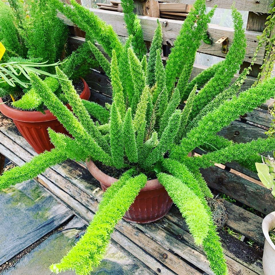 Photo of the plant species Plume Asparagus on Greg, the plant care app