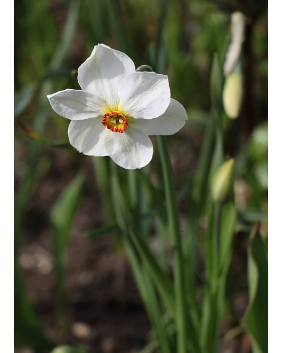 Photo of the plant species Poet's Narcissus on Greg, the plant care app
