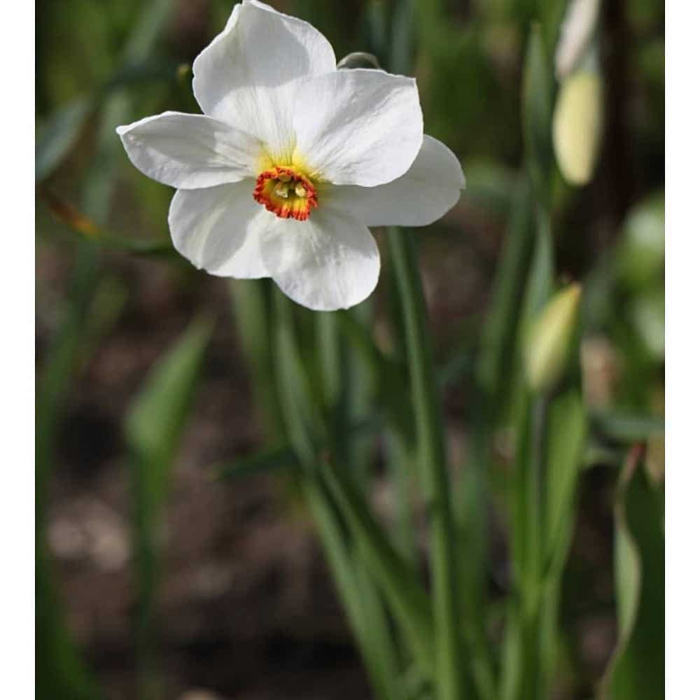 Photo of the plant species Poet's Narcissus on Greg, the plant care app
