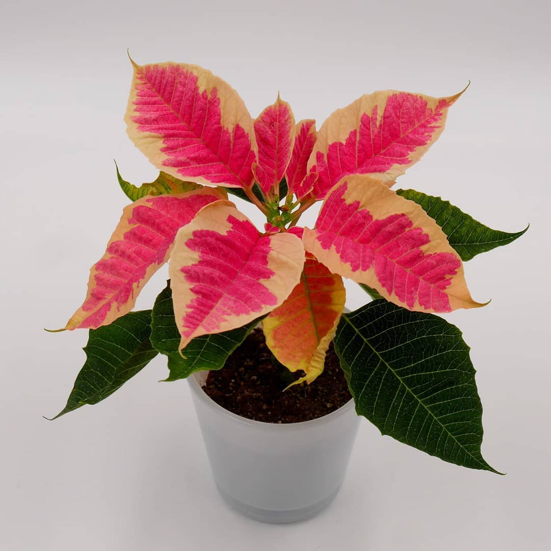 Photo of the plant species Poinsettia on Greg, the plant care app
