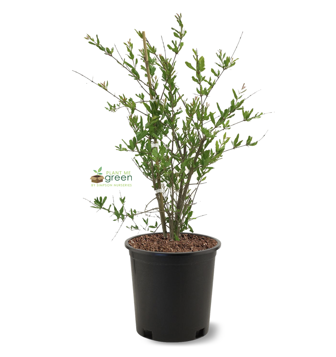Photo of the plant species Wonderful Pomegranate on Greg, the plant care app