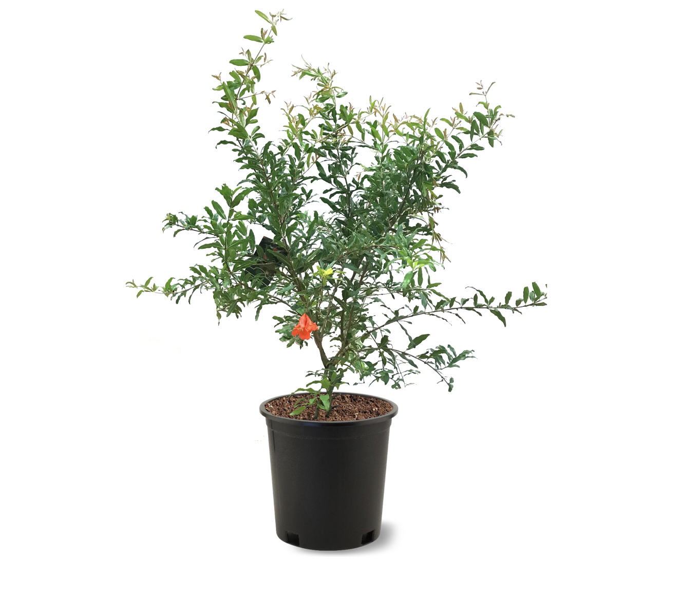 Photo of the plant species Russian Pomegranate on Greg, the plant care app