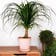 Calculate water needs of Ponytail Palm