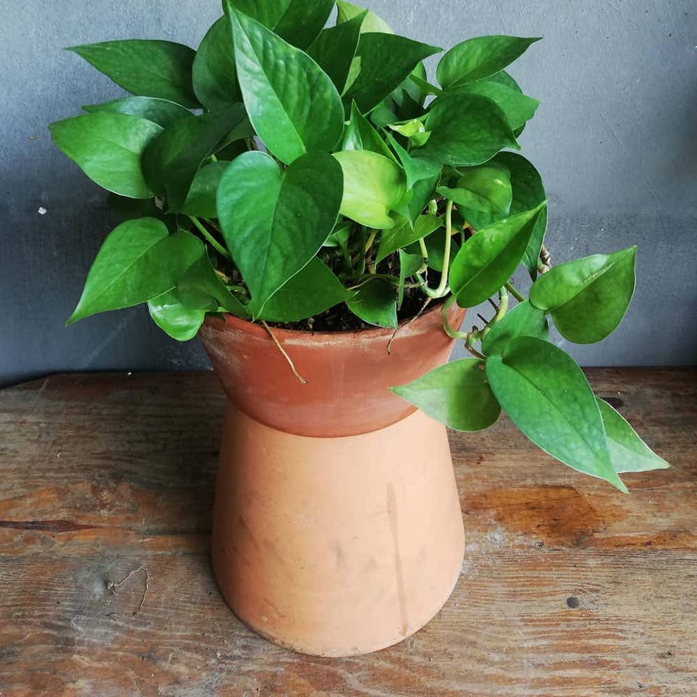 Photo of the plant species Jade Pothos on Greg, the plant care app