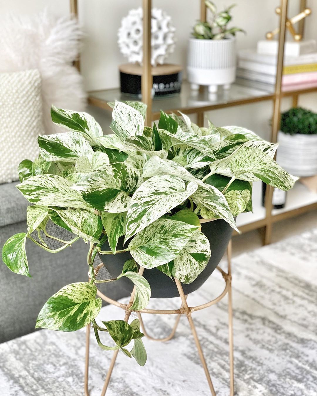 Marble Queen Pothos Plant Care Water, Light, Nutrients Greg App 🌱