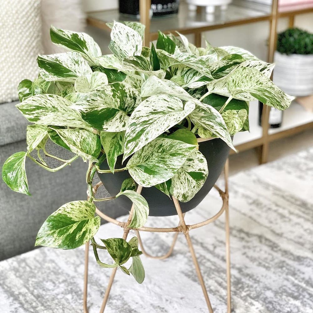 Photo of the plant species Marble Queen Pothos on Greg, the plant care app