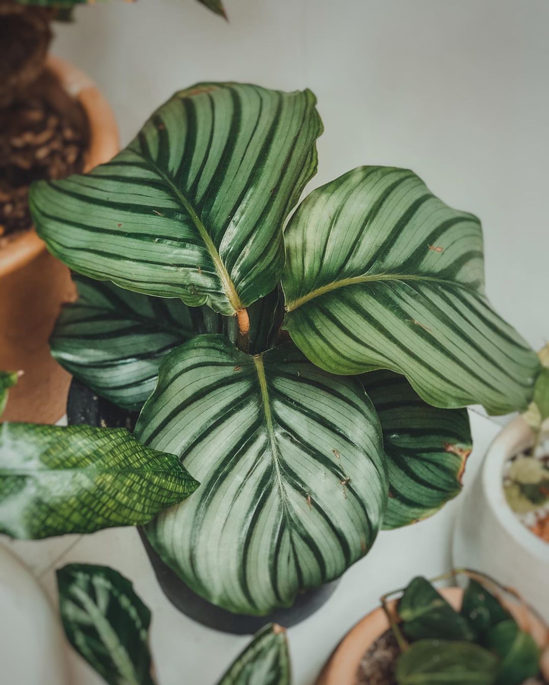 Photo of the plant species Calathea Orbifolia on Greg, the plant care app