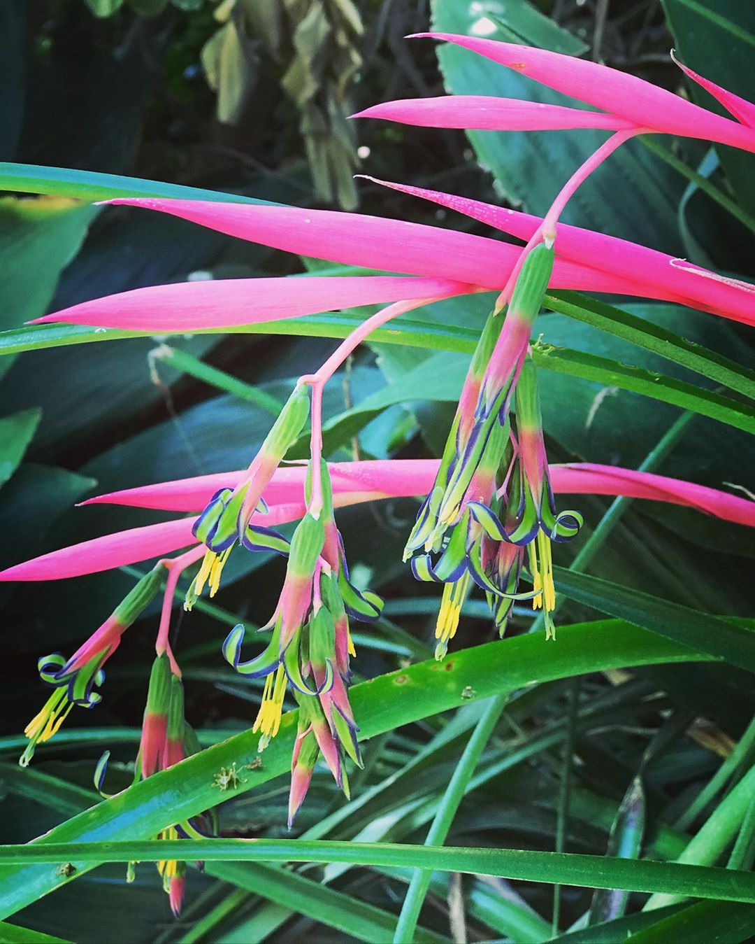 Photo of the plant species Queen's Tears on Greg, the plant care app