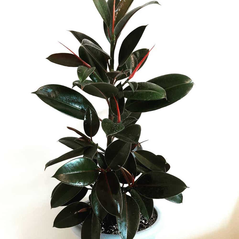 Rubber Plant Plant Care: Water, Light, Nutrients