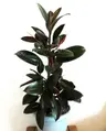 Plant care for lemon verbena on Greg, the plant care app