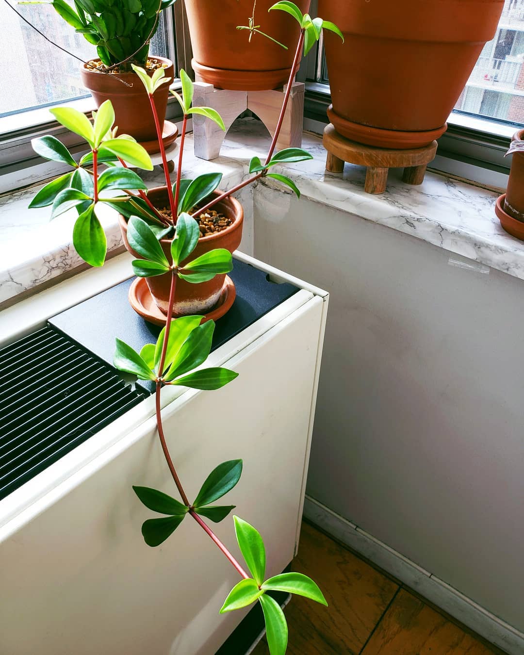 Keep Your Radiator Plant Alive Light, Water & Care Instructions