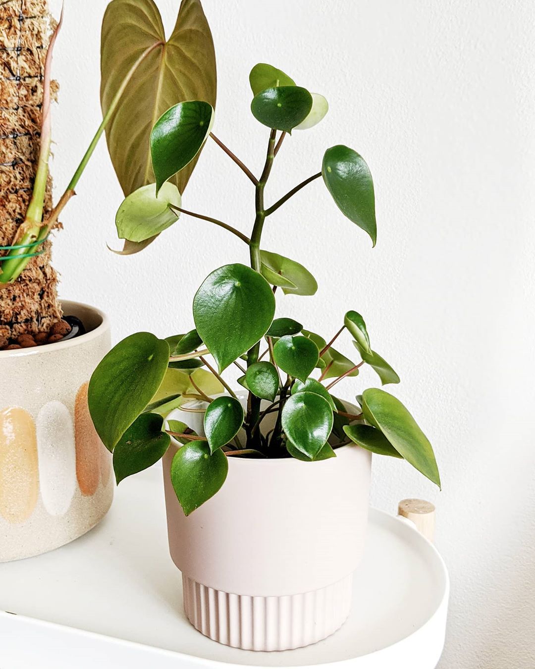 Photo of the plant species Raindrop Peperomia on Greg, the plant care app