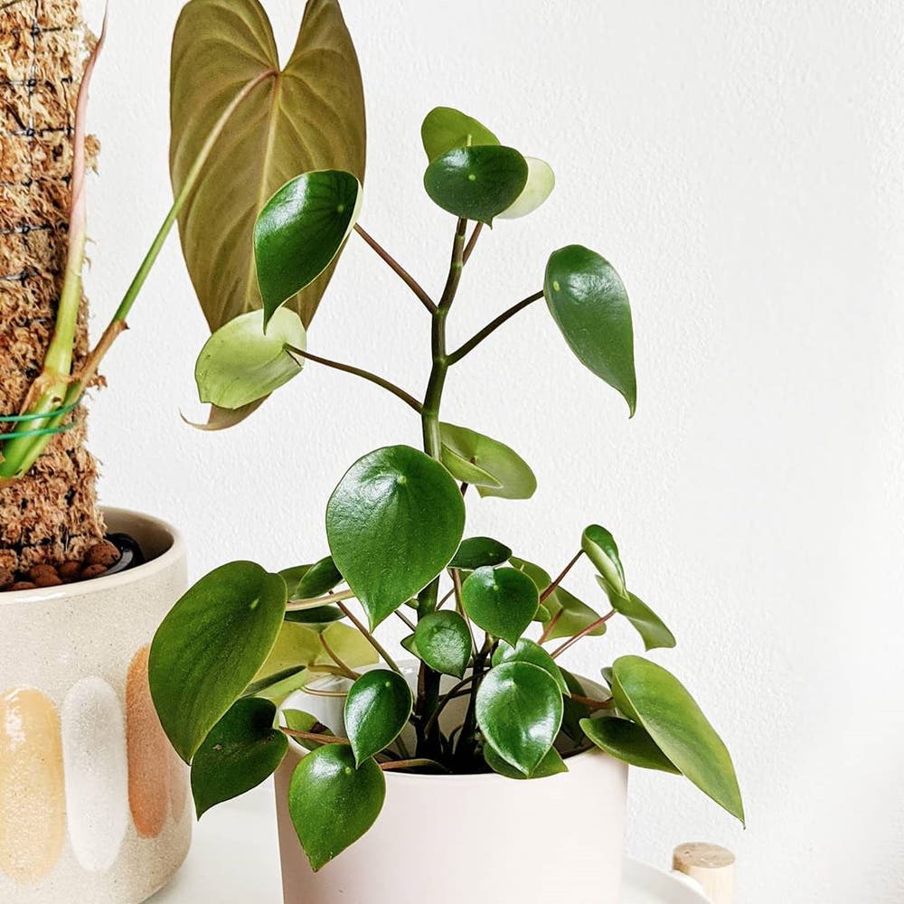 Photo of the plant species Peperomia Polybotrya on Greg, the plant care app