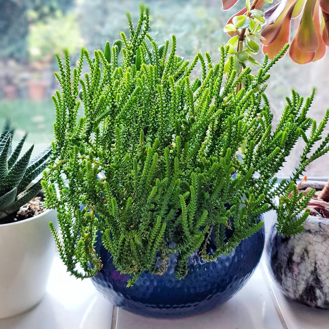 Photo of the plant species Rattail Crassula on Greg, the plant care app