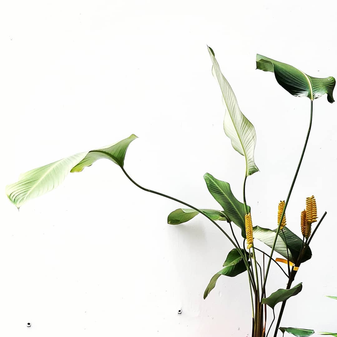 Rattle Shaker Plant Care Water, Light, Nutrients Greg App 🌱