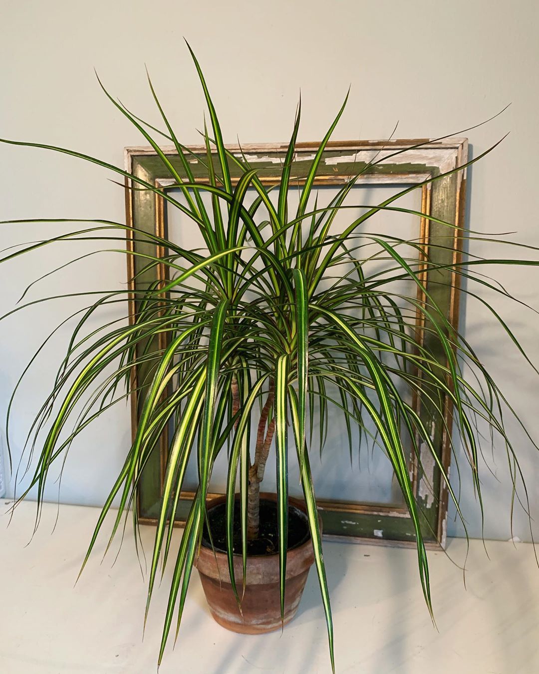 Photo of the plant species Dracaena 'Ray of Sunshine' on Greg, the plant care app