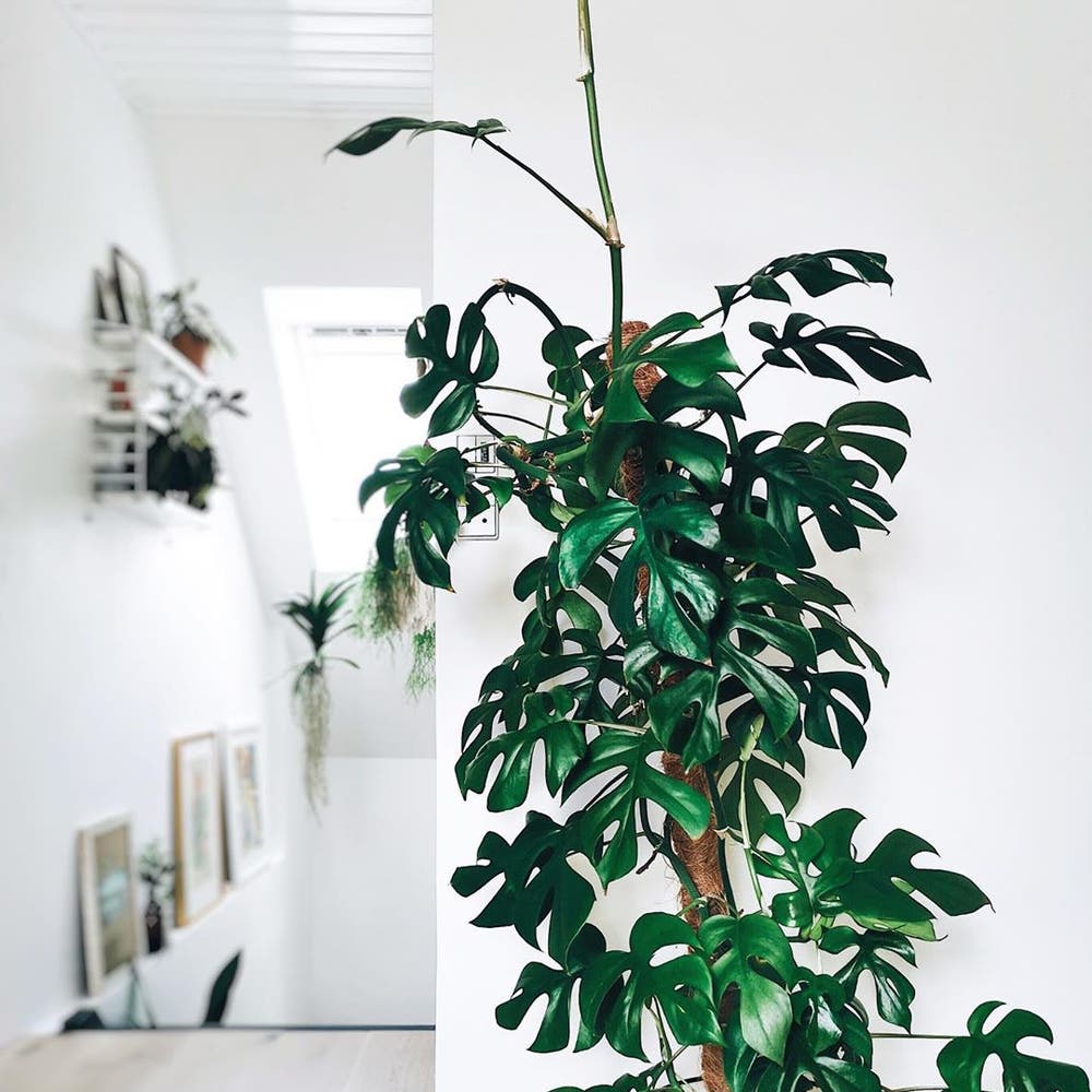 Photo of the plant species Mini Monstera on Greg, the plant care app