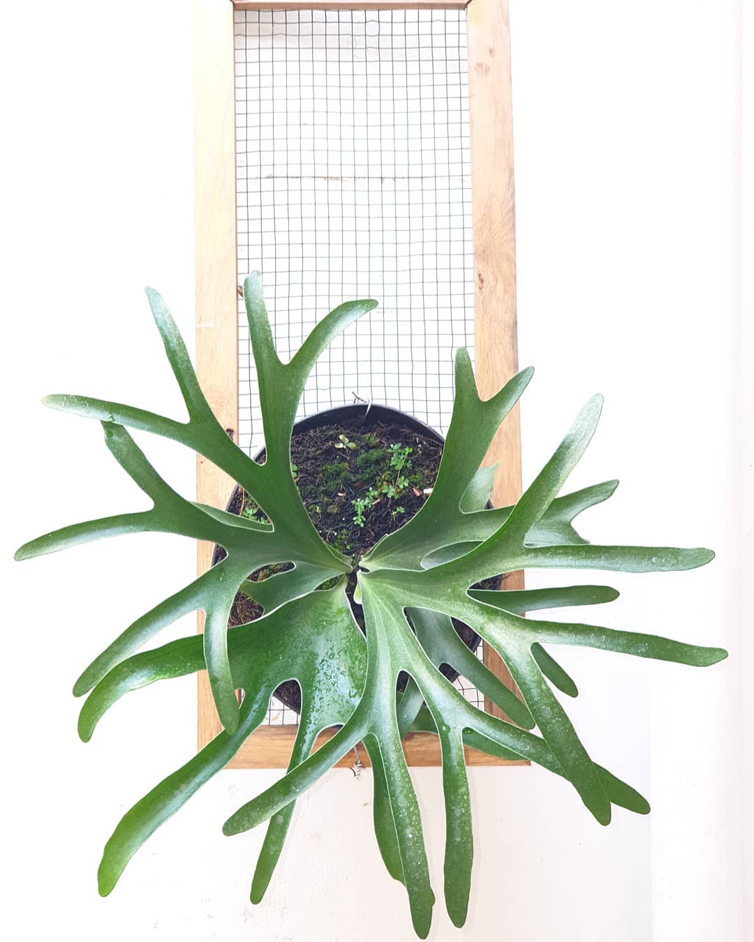 Photo of the plant species Platycerium Alcicorne on Greg, the plant care app