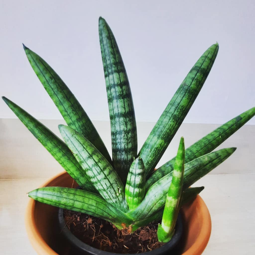 Personalized Starfish Snake Plant Care Water Light Nutrients Greg App