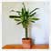 Calculate water needs of Dracaena 'Sted Sol Cane'