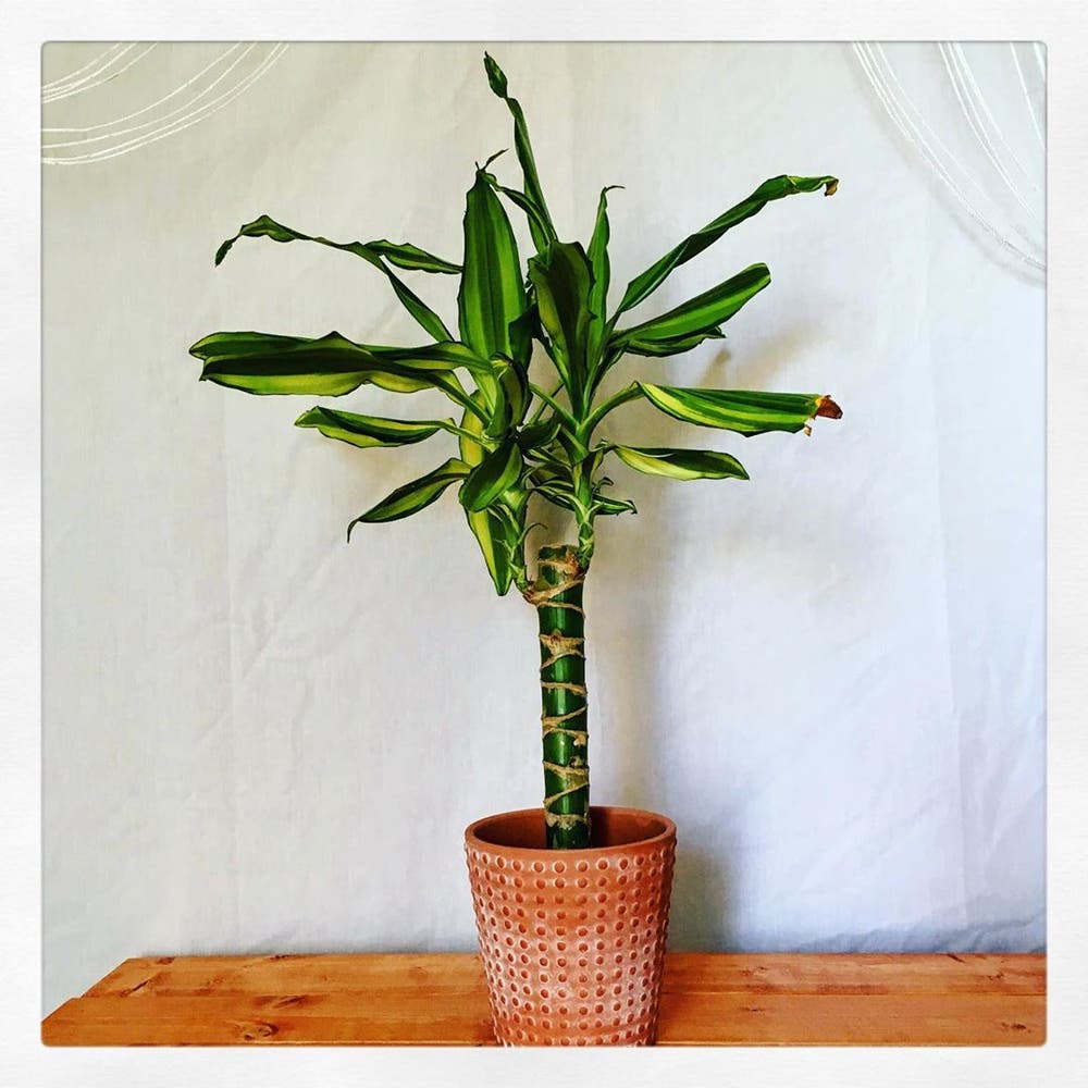Photo of the plant species Dracaena 'Sted Sol Cane' on Greg, the plant care app