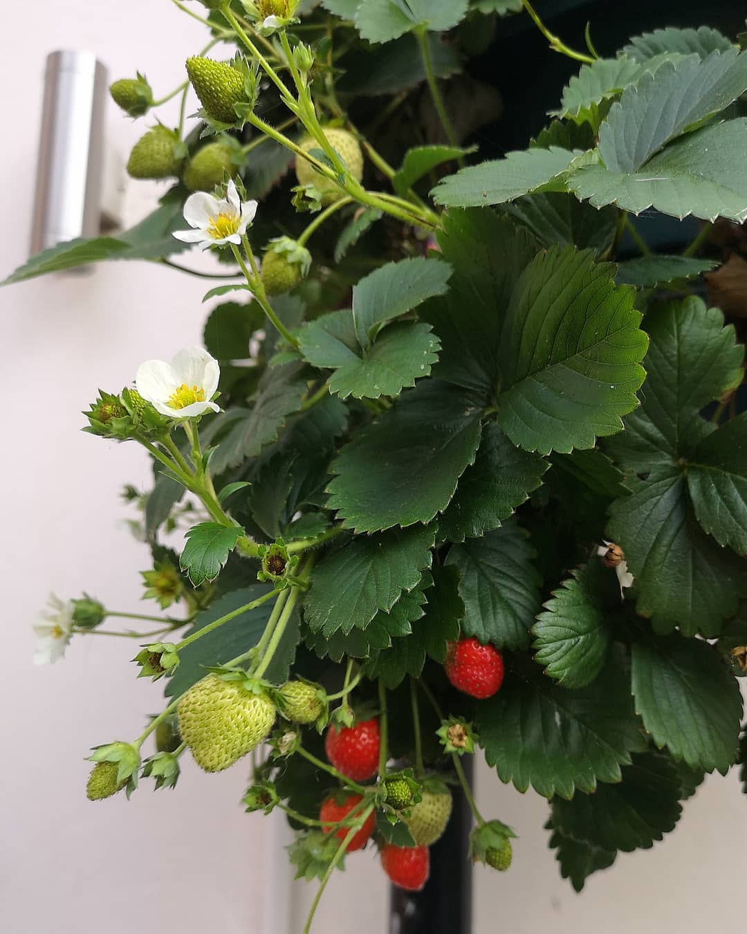 Photo of the plant species Strawberry on Greg, the plant care app