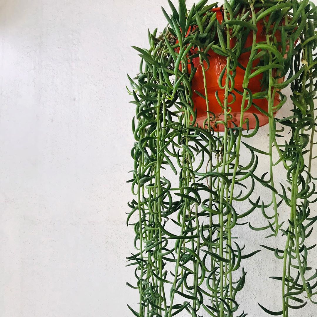 Plant care for Bamboo Orchid on Greg, the plant care app