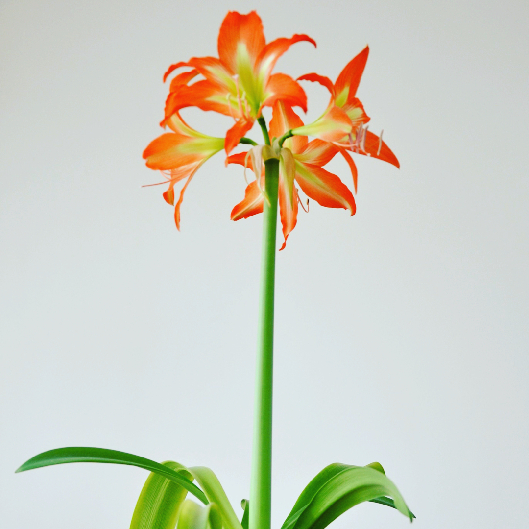Photo of the plant species Mexican Lily on Greg, the plant care app