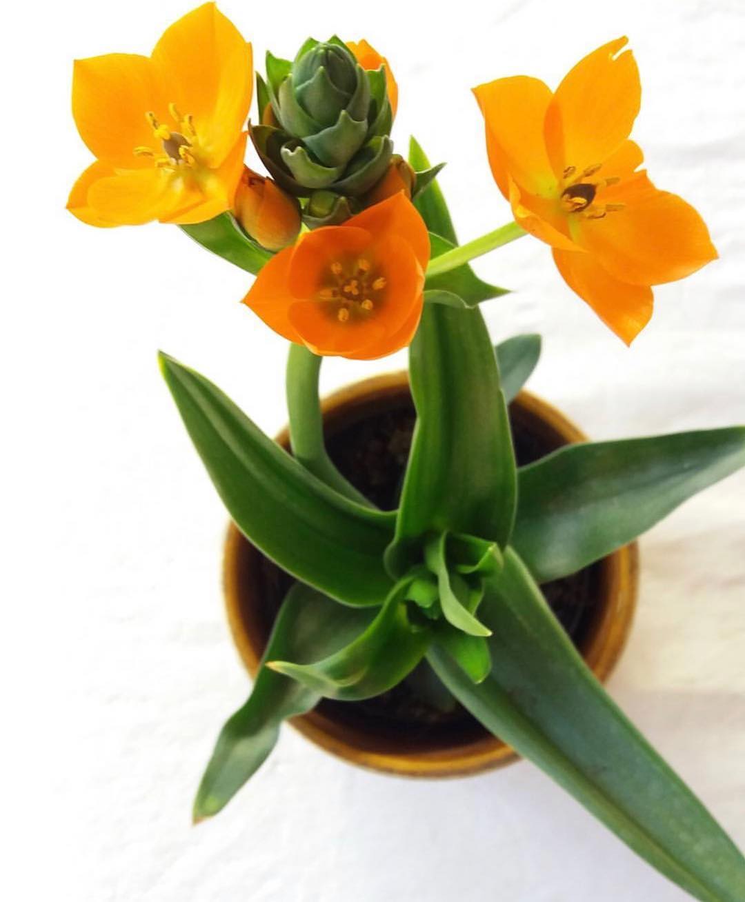 Photo of the plant species Orange Sun Star on Greg, the plant care app