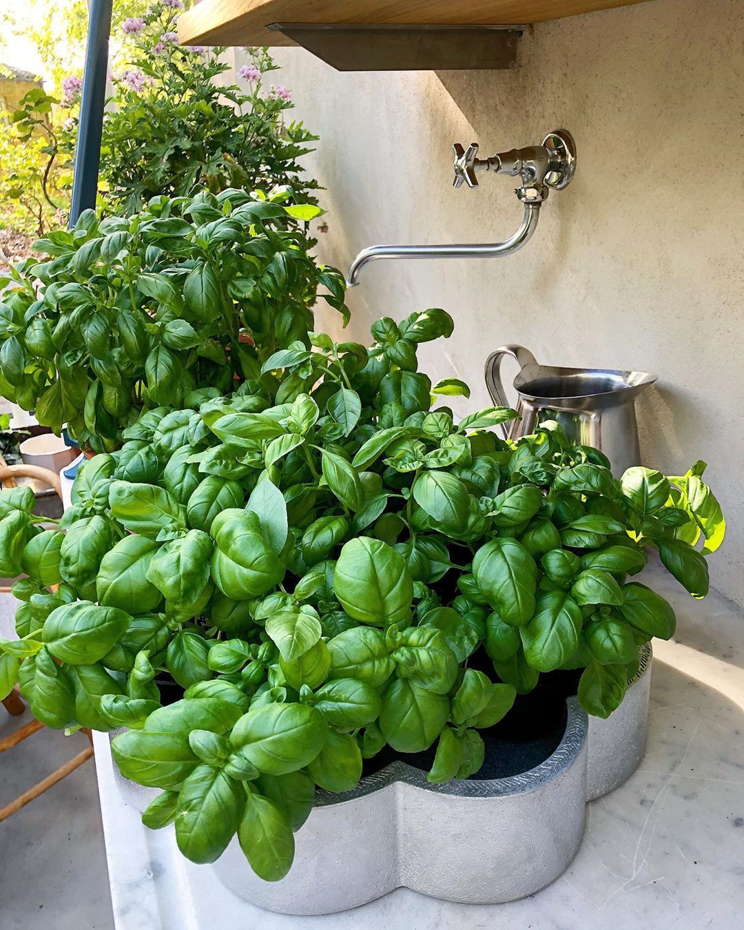 Sweet Basil How Much Water & Light Does it Need to Thrive?