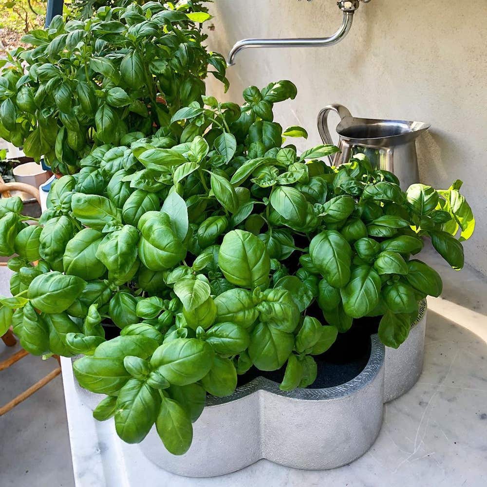 Photo of the plant species Sweet Basil on Greg, the plant care app