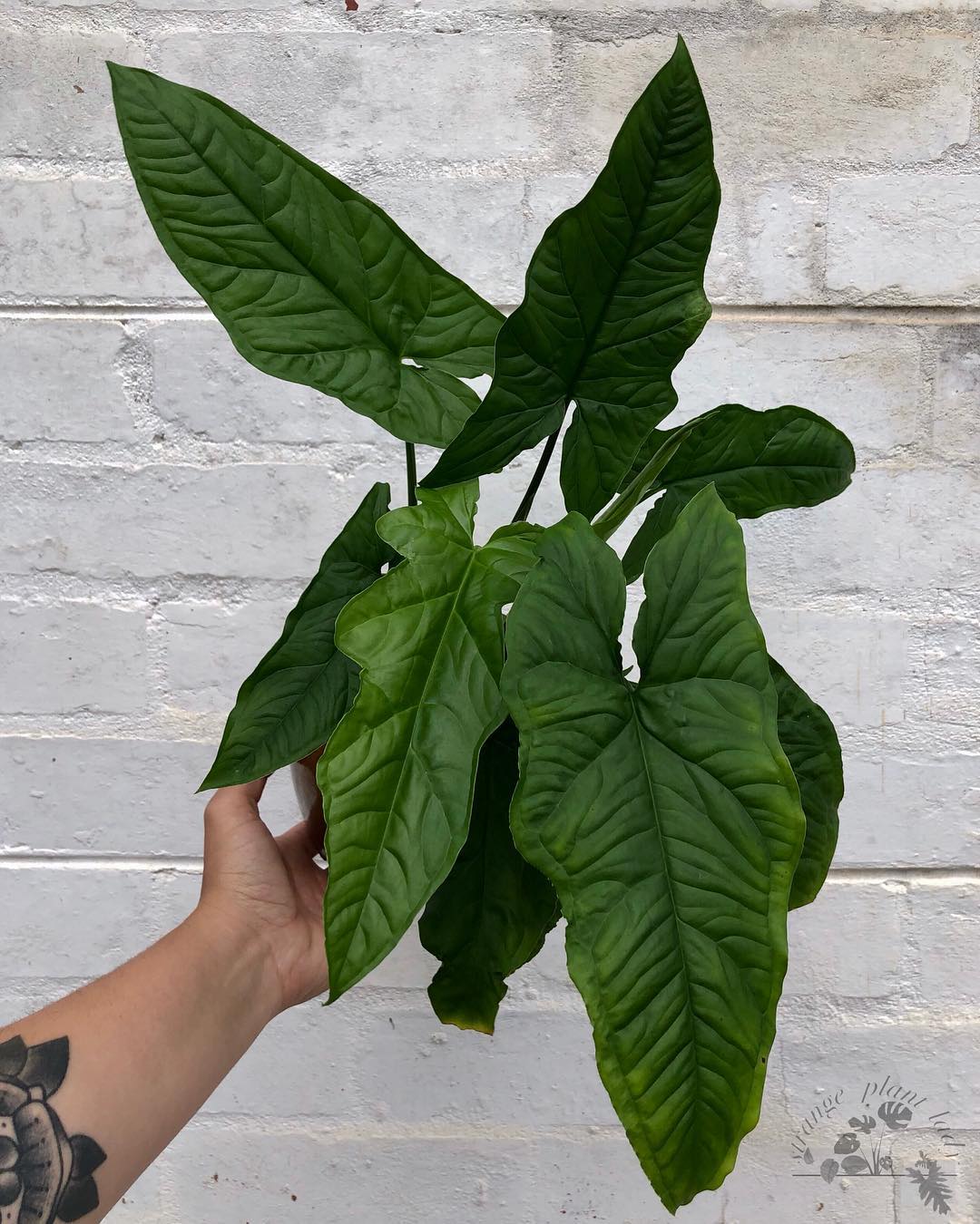 Photo of the plant species Syngonium steyermarkii on Greg, the plant care app