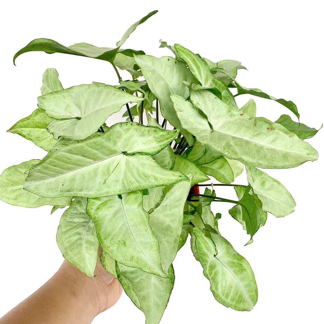 Photo of the plant species Syngonium 'White Butterfly' on Greg, the plant care app