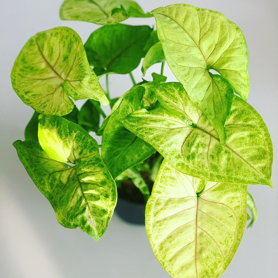 Photo of the plant species Syngonium 'Gold Allusion' on Greg, the plant care app