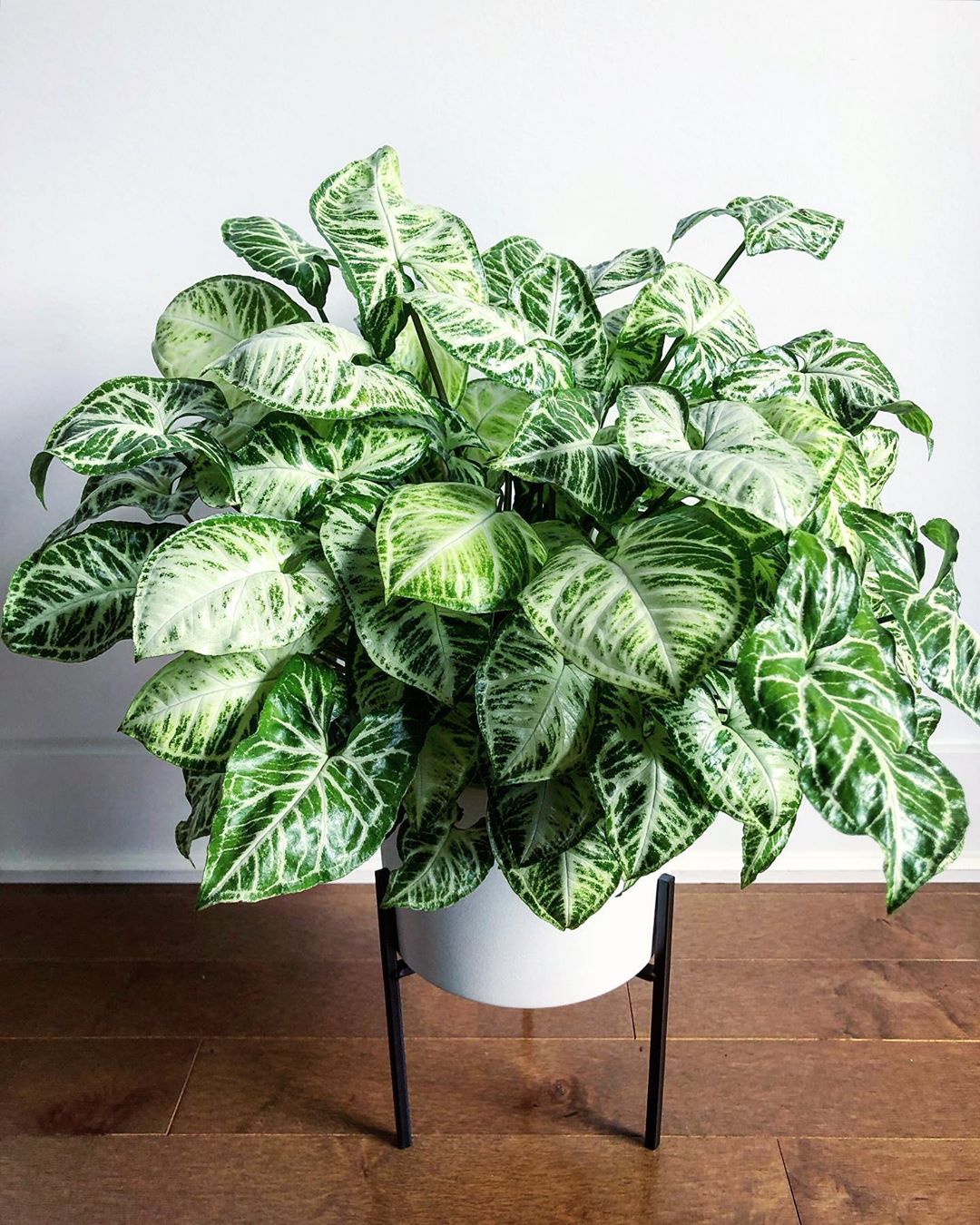 Photo of the plant species Syngonium Glo Go on Greg, the plant care app