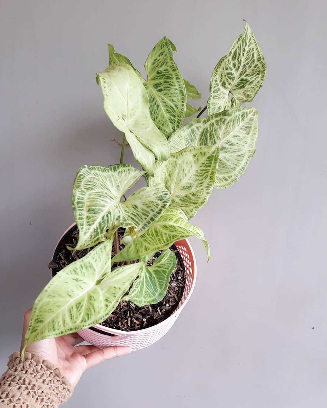 Photo of the plant species Syngonium 'Randy' on Greg, the plant care app