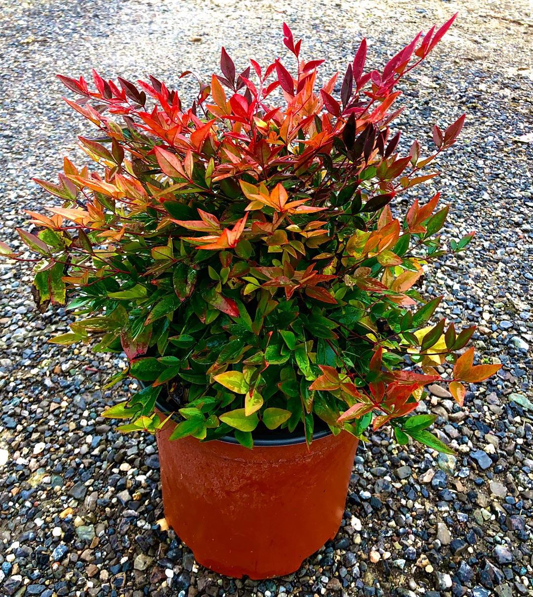 Photo of the plant species Sacred Bamboo on Greg, the plant care app